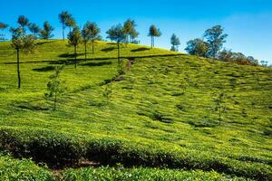thee plantage in de ochtend, Indië foto