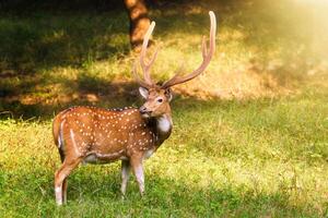 mooi mannetje chital of gevlekte hert in ranthambore nationaal park, rajasthan, Indië foto