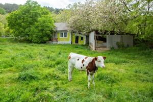 verlaten landelijk huis in de republiek van Moldavië, dorp leven in oostelijk Europa foto