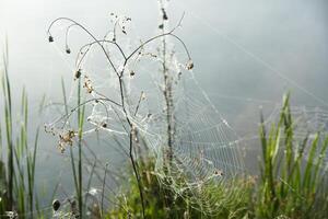 heel mooi landschap met mist en groen natuur in de republiek van Moldavië. landelijk natuur in oostelijk Europa foto