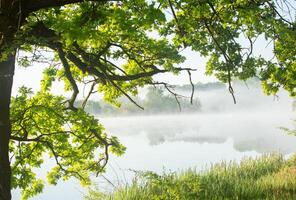 heel mooi landschap met mist en groen natuur in de republiek van Moldavië. landelijk natuur in oostelijk Europa foto