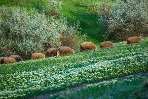 landschap met mooi natuur in de dorp in de republiek van Moldavië. land leven in oostelijk Europa. foto