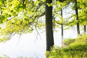 heel mooi landschap met mist en groen natuur in de republiek van Moldavië. landelijk natuur in oostelijk Europa foto