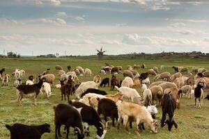 landschap met mooi natuur in de dorp in de republiek van Moldavië. land leven in oostelijk Europa. foto