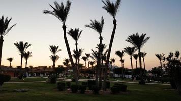 silhouetten van palmbomen tegen de hemel tijdens zonsondergang. kokospalmen, tropische boom van Egypte, zomerboom. een familie van eenzaadlobbige, houtachtige planten met onvertakte stammen. foto
