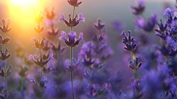 bloeiend lavendel veld- zonsondergang. selectief focus. lavendel bloem voorjaar achtergrond met mooi Purper kleuren en bokeh lichten. aromatherapie essentieel oliën. foto