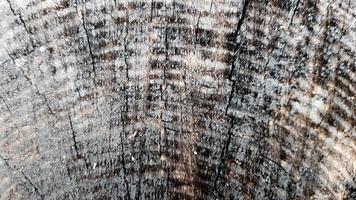 oude houtstructuur en korstmos. boomschors met mos, abstracte achtergrond, textuur. detail van mos en korstmos op houten hek. foto