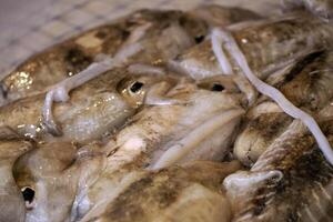 inktvis vers vis zeevruchten Bij ortigia Syracuse Sicilië vis markt Italië foto