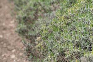 lavendel struiken in de voorjaar voordat de baby seizoen. de planten zijn groen en groeit in de veld. foto