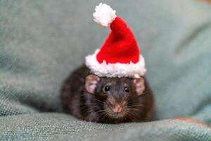 Rat de kerstman hoed. symbool van de Chinese nieuw jaar. grappig zwart Rat Dombo in een rood de kerstman controleur Aan een groen achtergrond. foto