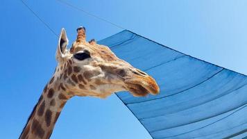 voorkant bij giraf uitzicht tegen de blauwe lucht foto