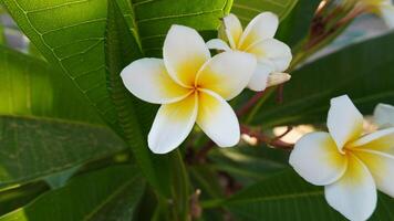 geurig frangipani bloemen foto