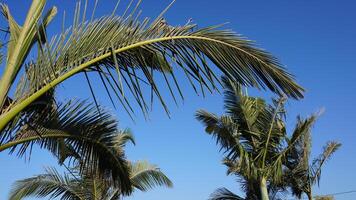zonnig ontsnappen palm bomen zwaaiend in de bries foto