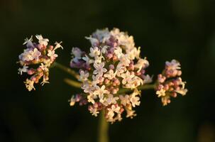 wild bloem in de bergen foto