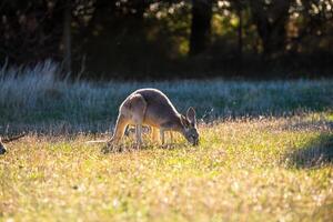 kangoeroes in phillip eiland dieren in het wild park foto