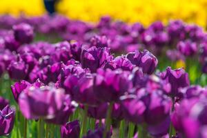 voorjaar bloeiend, tulp velden in vol kleur foto