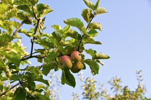 biologisch rijp appels klaar naar plukken Aan boom takken foto