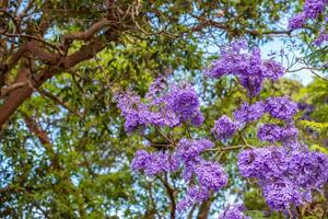 bloeiend jacaranda. dichtbij omhoog. brisbane, Australië foto