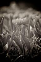 de tulpen, bloeiend in een tuin. kleurrijk bloemen foto