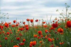 natuurlijk bloem achtergrond. verbazingwekkend visie van kleurrijk rood papaver bloeiend. foto