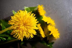 geel paardebloem met water druppels in studio foto