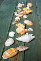 verscheidenheid van zee schelpen Aan een houten achtergrond foto