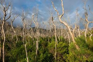 wilsons voorgebergte nationaal park, Victoria in Australië foto