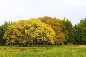 herfst- bomen Aan de zonsondergang in park foto