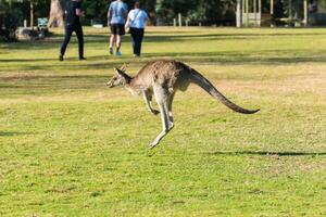 kangoeroe in de nationaal park, brisbane, Australië foto