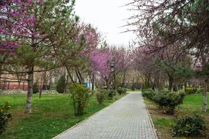 bloeiend bomen in voorjaar foto
