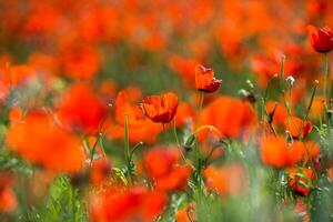 natuurlijk bloem achtergrond. verbazingwekkend visie van kleurrijk rood papaver bloeiend. foto