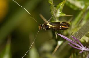 nachtelijk mot insect foto