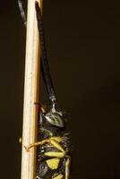 zand wesp - bembex rostratus- foto