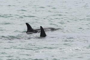 orka's patrouilleren de kust, jacht- zee leeuw pups, schiereiland valdes, Patagonië Argentinië foto