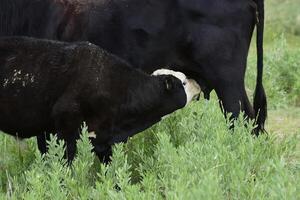 vee en kalf zuigen, Argentijns platteland, la pampa provincie, Argentinië. foto