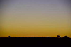 koeien silhouetten grazen, la pampa, Patagonië, Argentinië. foto