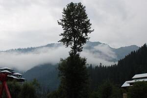 toneel- visie van de natuurlijk schoonheid van tao kont, neelum vallei, kasjmir. tao kont is beroemd voor haar weelderig groen bomen en natuurlijk schoonheid. foto