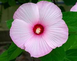 hibiscus malvaceae, hibiscus moscheutos, hibiscus trionum moeras roze, mooi bloem met diep roze centrum en delicaat roze bladeren. variëteiten teder natuur, koper koning, zomer storm, roze snoep foto