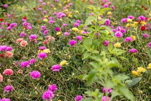 detailopname visie van portulaca, mos bloemen. roze, rood, en andere rozen dat zijn bloeiend. foto