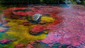 cano kristallen is een rivier- in Colombia dat is gelegen in de Sierra de la macarena, in de afdeling van meta. het is beschouwd door veel net zo de meest mooi rivier- in de wereld foto