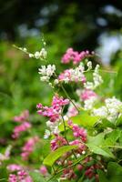 bloeiend roze en wit koraal klok of antigonon leptopus bloem in tropisch tuin. koraal Liaan, Mexicaans klimplant, koningin lauwerkrans, bij struik, koraalita, san miguelito Liaan foto