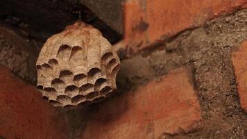 foto van een klein wesp nest was in de voorkant werf van de huis