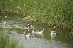 grijsbenen gans met yound degenen foto