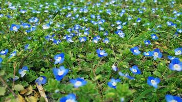 blauw bloemen Aan weide, lente, bloesem foto