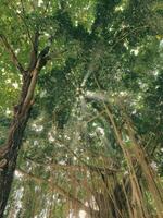 straal van zonlicht door de banyan boom in de grot van maagd Maria puhsarang foto