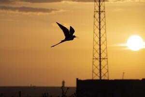 silhouet van een zwartvleugelig stelten himantopus himantopus in aveiro's zout pannen Portugal Bij zonsondergang foto