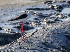 zwartvleugelig stelten himantopus himantopus in aveiro's zout pannen Portugal foto