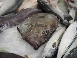 John dory peter's vis vis markt vers vis aveiro Portugal foto