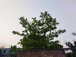 een hout noot boom met bladeren en een vogel bovenstaand foto