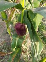 een maïs fabriek met een Purper bloem Aan het foto